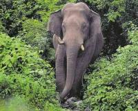 चावल पसंद करने वाले हाथी का केरल के गांव में कहर, किया राशन की दुकान को तबाह 