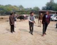 सुल्तानपुर: गोवंश आश्रय स्थलों का निरीक्षण करने पहुंचे सचिव 