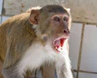 पीलीभीत: बंदरों के झुंड ने हमला बोला तो छत से गिरा बुजुर्ग, इलाज के दौरान मौत
