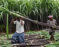 बाजपुर: किसानों को मिला गन्ना सप्लाई का आखिरी मौका 