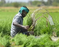 गरमपानी: किसानों को फसल बीमा का लाभ दिए जाने की उठी मांग 