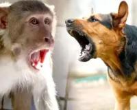 रामपुर: बंदरों ने दो महीने के बाद साथी की मौत का लिया बदला, कुत्तों के बच्चों को घेरकर मार डाला