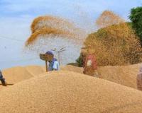 रुद्रपुर: टीडीसी ने किसानों से बीज के लिए 90 हजार क्विंटल गेहूं खरीदा 