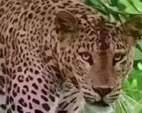 उन्नाव में युवक पर जंगली जानवर ने किया हमला, तेंदुए की आशंका