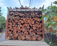 काशीपुर: महिला की चार बीघा जमीन से  यूकेलिप्टस के पेड़ काट ले गए चोर