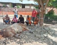 अयोध्या : ग्रामीणों ने हिंसक छुट्टा सांड पकड़ कर पेड़ से बांघा, कर रहे रखवाली