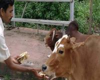 बरेली: पहली रोटी और आटे का चोकर गाय को अभियान चलाएगा नगर निगम