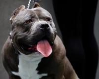 XL Bully Dog: ब्रिटेन के PM ऋषि सुनक ने अमेरिकन एक्सएल बुली ब्रीड के कुत्तों को किया बैन, बोले- बच्चों के लिए खतरा 