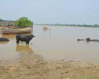 मुरादाबाद: रामगंगा नदी का जलस्तर कम हुआ, दुश्वारियां बरकरार... किसान बोले- धान और सब्जी की फसलें हो गईं बाढ़ से बर्बाद
