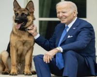 US: जो बाइडेन के जर्मन शेफर्ड कुत्ते ने  सीक्रेट सर्विस एजेंट को काटा, जानिए पूरा मामला 