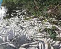 शांतिपुरी: धौराडैम में अज्ञात कारणों से मछलियां मरीं