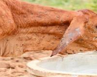 अयोध्या: टीकाकरण के दौरान दो गांवों में मिले लंपी बीमारी से ग्रसित पशु 