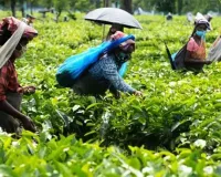 चाय का निर्यात आठ प्रतिशत कम रहने की आशंकाः रिपोर्ट 