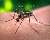 मुरादाबाद : जिले में लगातार बढ़ रहे डेंगू के रोगी, जांच के नाम पर लूट...इलाज के इंतजाम नहीं