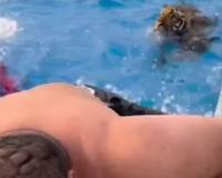 VIRAL VIDEO: स्विमिंग पूल में एन्जॉय कर रहे थे लोग, अचानक कूद पड़ा टाइगर, वीडियो देख अटक जाएंगी सांसें