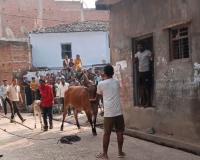 Mahoba: बुंदेलखंड में दीपावली त्योहार पर आज भी जारी परंपरा… सुअर और गाय की होती लड़ाई, देखने वालों की लगती भीड़