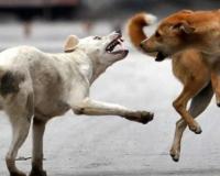 बरेली: खूंखार कुत्तों के हमले से मासूम की मौत, परिवार में मचा कोहराम 