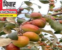 बहराइच: कश्मीरी एप्पल बेर की खेती से 'मालामाल' हो रहे प्रगतिशील किसान!, लागत से मिल रहा ढाई गुना लाभ!