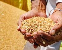 अयोध्या: खाद एवं रसद विभाग की हालत खस्ता!, गेहूं खरीद के लिए 46 दिनों में हो पाया महज 775 किसानों का पंजीयन!