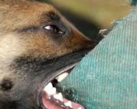 Bareilly News: कुत्तों ने युवक पर किया जानलेवा हमला, प्राइवेट पार्ट काटा