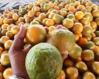 हल्द्वानी: महाराष्ट्र के संतरे को टक्कर दे रहा राजस्थान का संतरा 