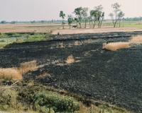 लापरवाही: पहले किसान की चली गई जान, अब गेहूं की फसल जलकर हुई राख