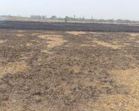 अयोध्या: पछुआ हवा के बीच लगी आग में जला 14 किसानों का 150 बीघा गेहूं