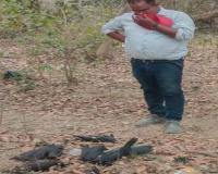 अयोध्या: बाग में सौ से अधिक कौवे मरे मिले,कारण तलाश रहे विशेषज्ञ  