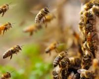 Honey Bees Attack In Etawah: मधुमक्खियों ने श्रद्धालुओं पर किया हमला...बुजुर्ग की मौत व 14 घायल