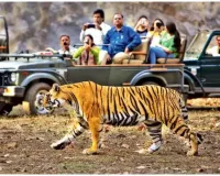 रामनगर: शुल्क वृद्धि से कॉर्बेट में घटी पर्यटकों की संख्या