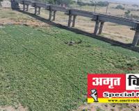 प्रयागराज: चिता की ठंडी राख पर हो रही सुकून की खेती, कछारी इलाकों में खेती कर चला रहे परिवार