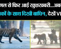 लखीमपुर खीरी: जंगल से फिर आई खुशखबरी...अबकी 4 शावकों के साथ दिखी बाघिन, देखें VIDEO
