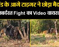 रामनगर: सांड के आगे टाइगर ने छोड़ा मैदान, जबर्दस्त Fight का Video वायरल