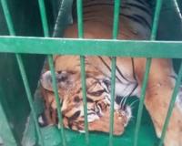 पीलीभीत: लंगड़ाते बाघ को रेस्क्यू करने में मिली सफलता, मल्ल्पुर इलाके में रविवार सुबह देखे जाने के बाद पूरे दिन चलती रही निगरानी 