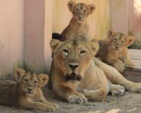 Etawah: लायन सफारी में उम्रदराज शेरों के भी होंगे दीदार; पर्यटकों को जेसिका, हीर और गीगों से दोस्ती करने का मिलेगा मौका