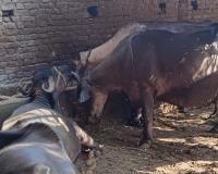 रामपुर : तापमान बढ़ते ही गिरने लगा पशुओं में दुग्ध उत्पादन, बेहतर रखने के लिए यह करें पशुपालक