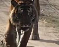 पीलीभीत: लंगड़ाते बाघ को किया जाएगा रेस्क्यू, वन अफसरों ने मांगी अनुमति...10 किमी के दायरे में लगाए 14 ट्रैप कैमरे