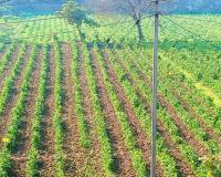 Kanpur: जलवायु के अनुसार विकसित होंगे बीज; CSA ने किया नुजिवीडू सीड्स के साथ समझौता, किसानों की बढ़ेगी आय
