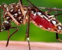 Unnao: मच्छरों की भरमार, बाशिंदों को फॉगिंग की दरकार; निष्प्रभावी साबित हो रहा एंटी लार्वा रसायन