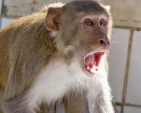 Bareilly News: ...तो जून तक बंदरों के हमलों से खुद बचकर रहें, नगर निगम के अफसरों ने आचार संहिता के बहाने काटी कन्नी