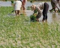 शाहजहांपुर: कृषि विभाग की अनदेखी से धरती की कोख सुखाने की तैयारी, प्रतिबंध के बाद भी लग रहा साठा धान
