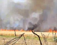Hamirpur Fire: बिजली के शार्ट सर्किट से किसानों की करीब 100 बीघा गेहूं की फसल जलकर खाक