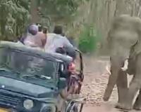 रामनगर: हाथी के पास वाहन ले जाने पर दो जिप्सी और दो गाइडों का फाटो में प्रवेश पर लगा प्रतिबंध   