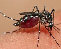 बरेली: शहर में सुस्त, देहात में मलेरिया का डंक तेज, 100 से अधिक मरीज