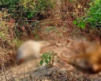 बरेली: हाईटेंशन लाइन की चपेट आए गोवंशीय पशु, तीन की मौत
