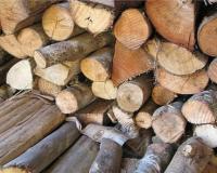 काशीपुर: लाखों की खैर की लकड़ी पकड़ी, तस्कर फरार