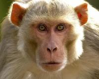अयोध्या: बंदरों की उछल कूद से दगा बिजली तार, धमाके से डरे लोग, तीन घंटे बाद मिली बिजली