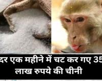 अलीगढ़ के बंदर एक महीने में चट कर गए 35 लाख रुपये की चीनी, रोज खाते थे 37 कुंतल 