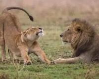 Etawah News: CM योगी के मेहमान बनेंगे अखिलेश के शेर...अब गोरखपुर के लोग करेंगे शेर भरत व शेरनी गौरी के दीदार