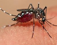 Bareilly News: रोकथाम के बाद भी हर साल बढ़ रहे एक हजार मलेरिया के मरीज, स्वास्थ्य अफसर हैरान 